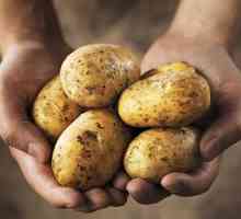 Trudnice treba da se ograniči potrošnja jela od krompira