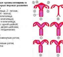 Dva roga uterusa