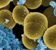 Kako je Staphylococcus aureus