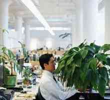 Kućne biljke štite kancelarijski radnici od bolesti