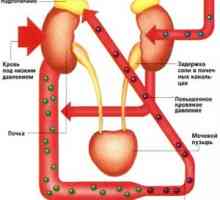 Bubrežne arterijska hipertenzija (bubrega pritisak)