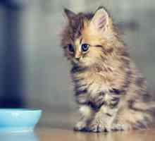 Prikaz fotografija mačića poboljšava pažnju i slike hrane smanjuje apetit