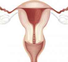 Endometrija debljina na dan ciklusa