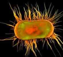 Naučnici su razmrsiti tajnu brzo širenje bakterija