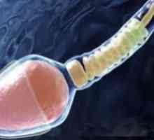 Naučnici su stvorili spermu u epruveti
