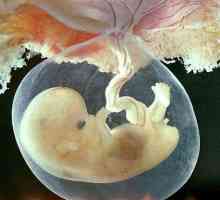 U Sjedinjenim Američkim Državama ukinula zabranu na istraživanju državne pomoći embrija