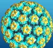 Humanog papiloma virusa (HPV)