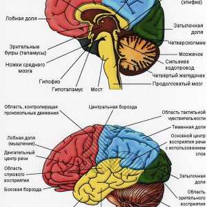 Kognitivna oštećenja (memorija, jezik, percepcija)
