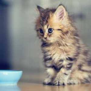 Prikaz fotografija mačića poboljšava pažnju i slike hrane smanjuje apetit