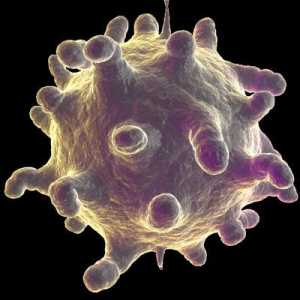 Rinovirus infekcije