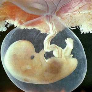 U Sjedinjenim Američkim Državama ukinula zabranu na istraživanju državne pomoći embrija