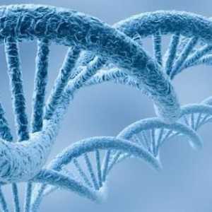 Vrsta specifičnost DNK molekula
