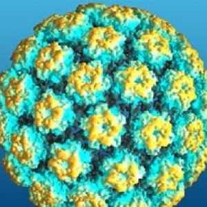 Humanog papiloma virusa (HPV)